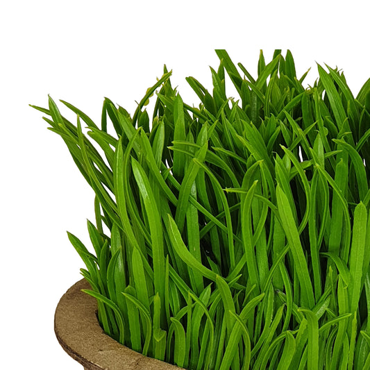 Criterion Artificial Potted Grass Plant (medium) 190mm
