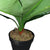 Criterion Artificial Broad Leaf Plant 430mm