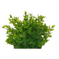 Criterion Artificial Green Shrub 200mm