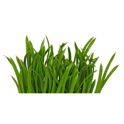 Criterion Artificial Potted Grass Plant (small) 160mm